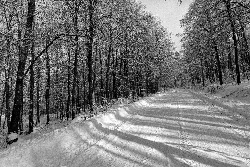 Winter kastoria trees