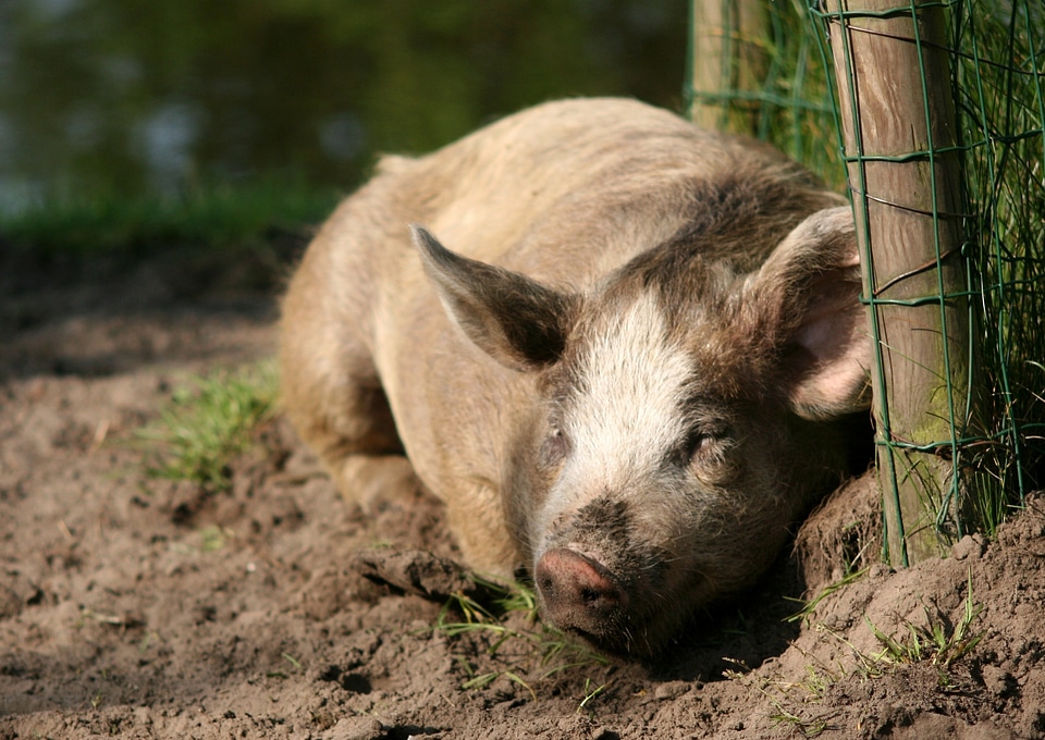 Earth animal sleeping
