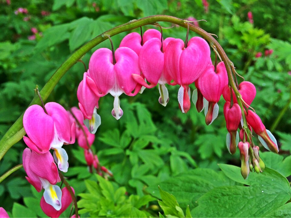 Pink green heart photo