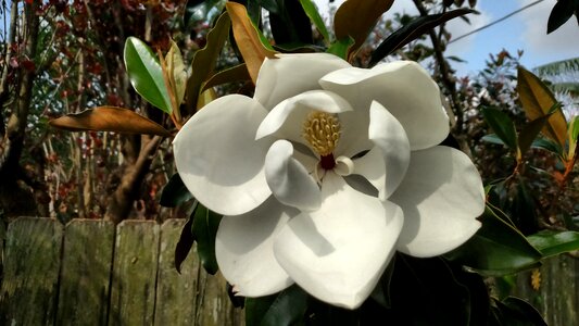 Flower floral