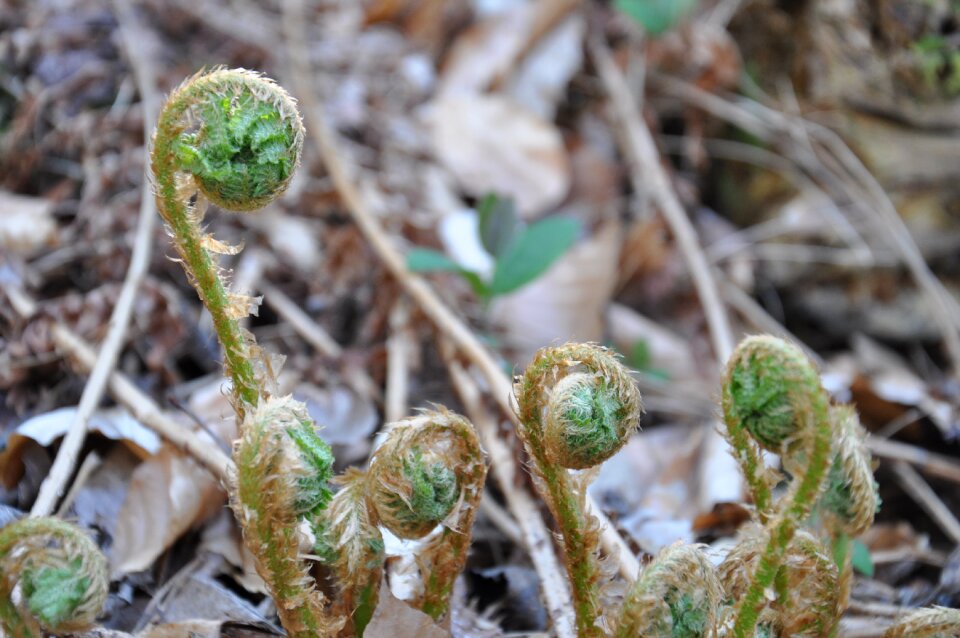 Undergrowth ferns nature
