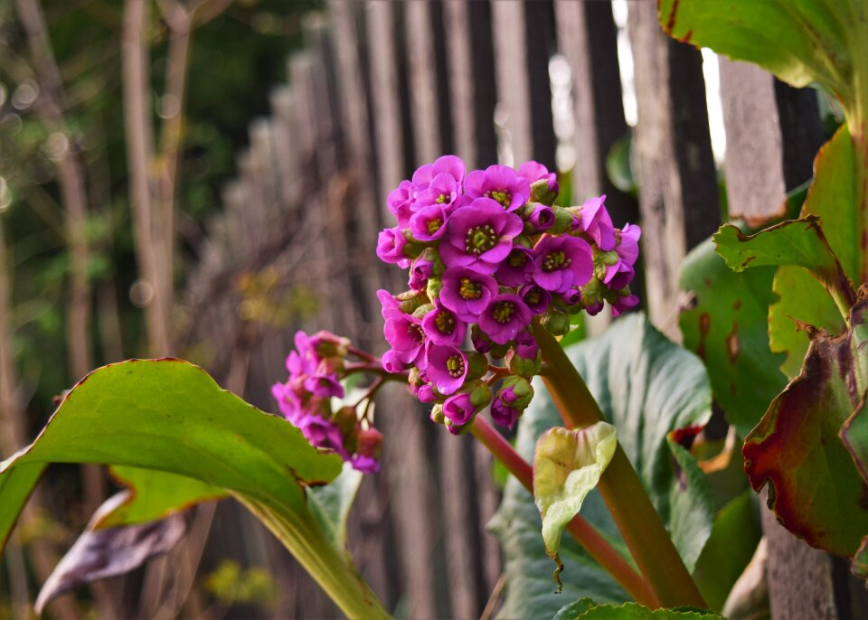 Flowers garden purple