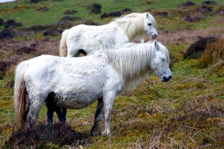 Equestrian white grass photo