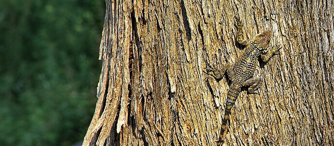 Climb tree hunting reptile