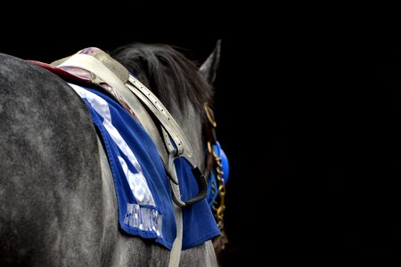 Horse racing thoroughbred tb photo