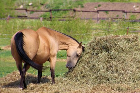 Hay eat coupling