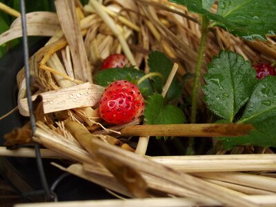 Strawberry fruit fang photo