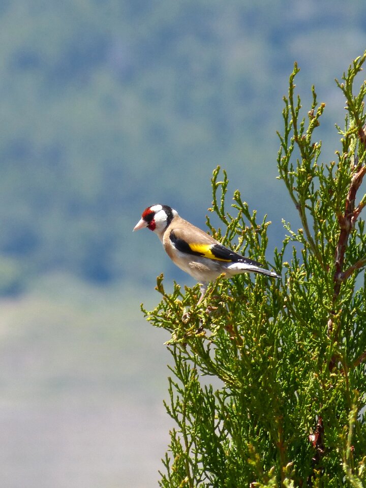 Cypress cadernera carduelis carduelis
