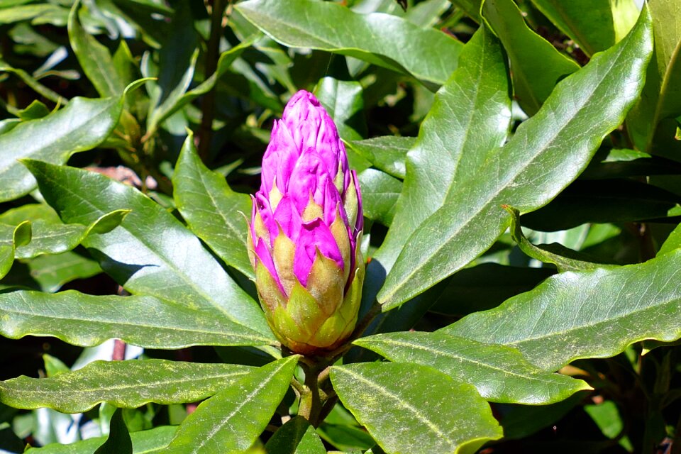 Nature flora colorful