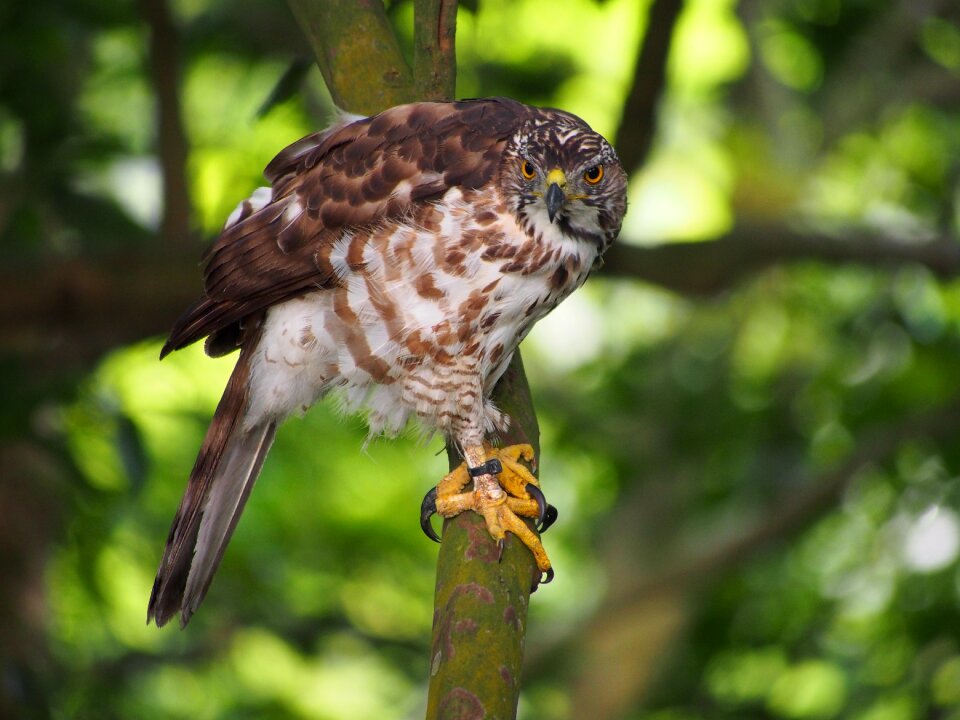 Fung head goshawk focus ferocious photo