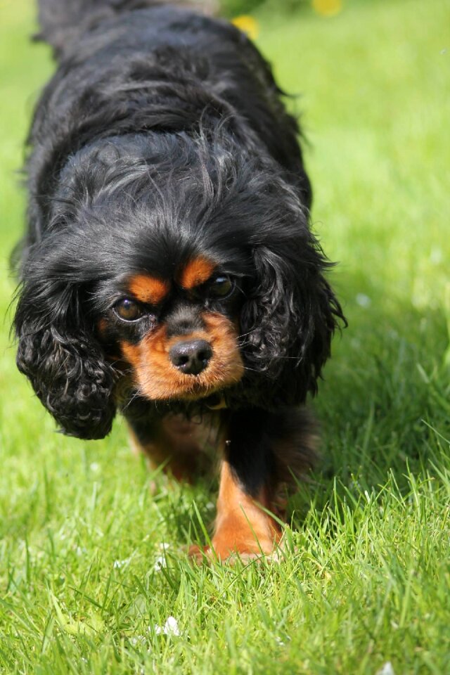 Spaniel charles king