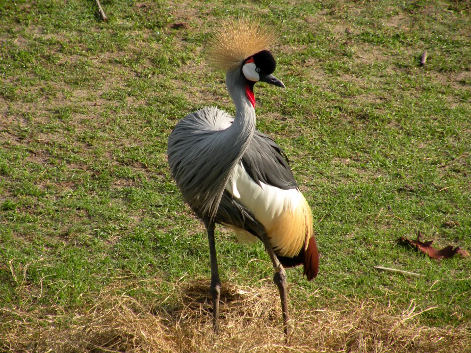 Wildlife wild animal