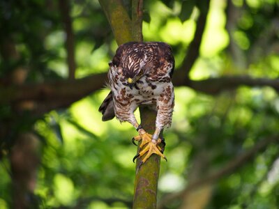 Raptor focus hunting photo