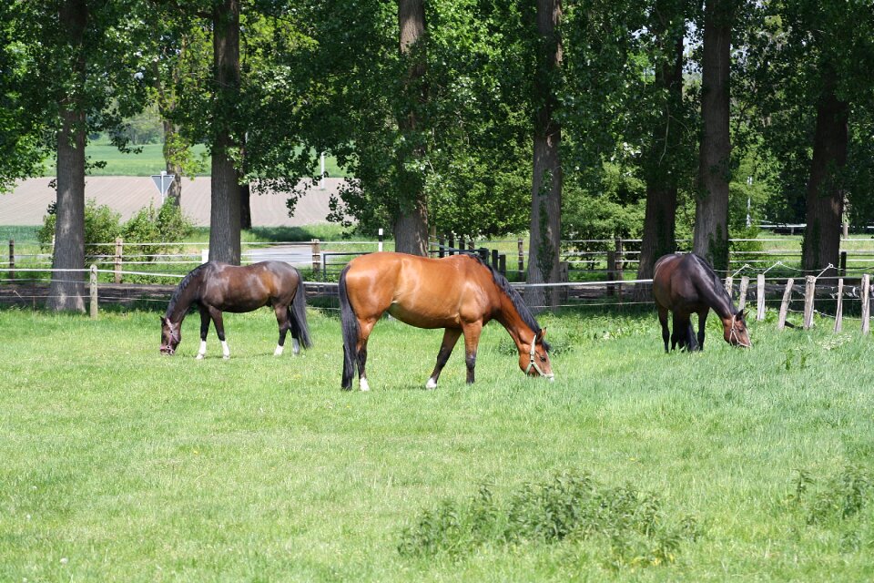 Pasture brown horse group