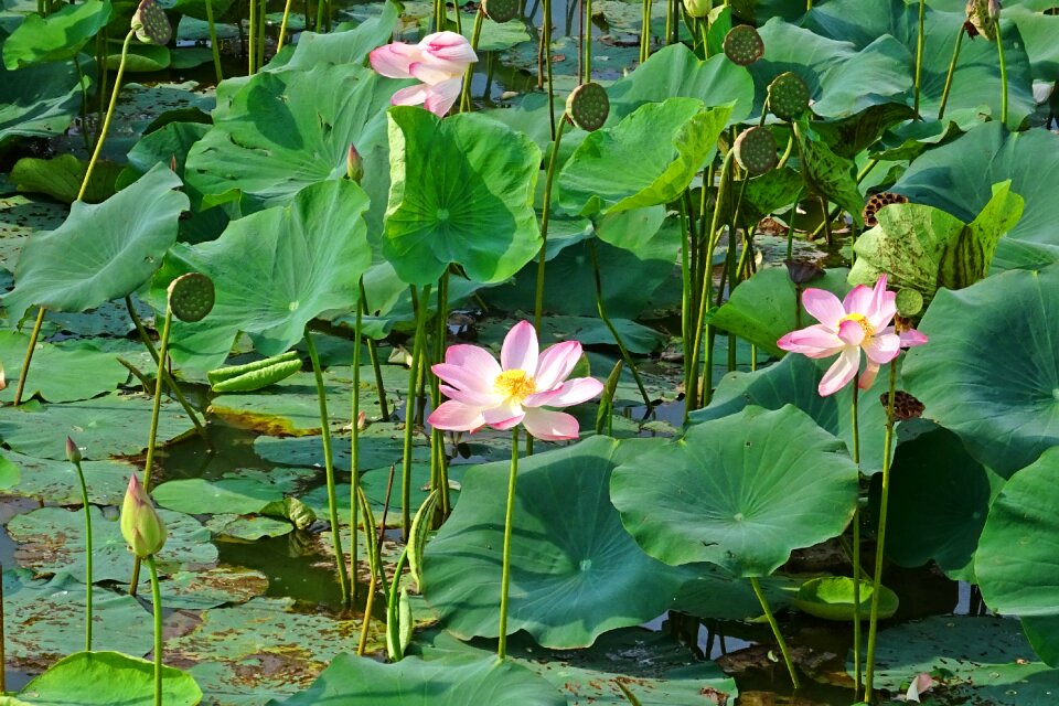 Pond bloom blossom