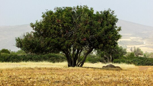 Landscape scenery tree