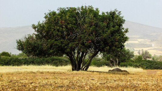 Landscape scenery tree photo