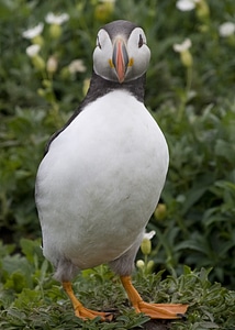 Fratercula seabirds wildlife photo