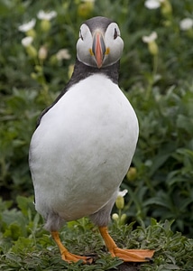 Fratercula seabirds wildlife