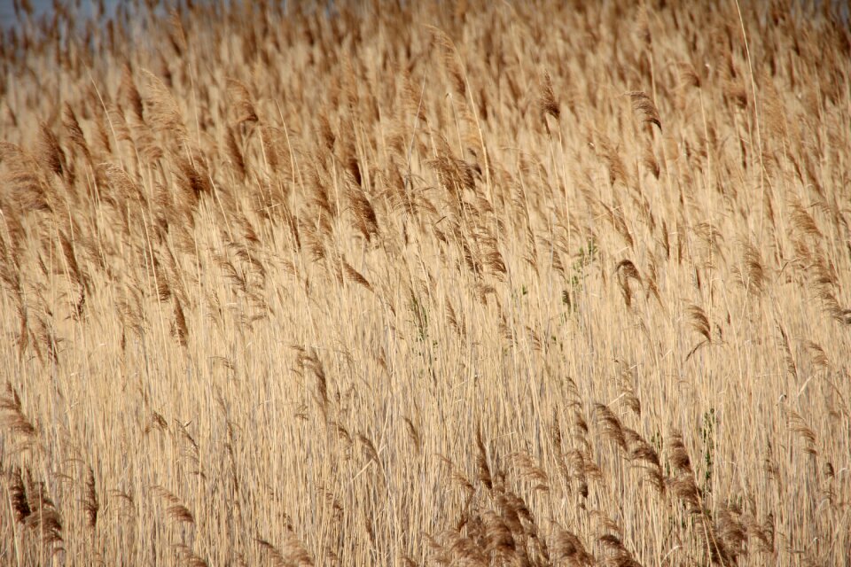 Reed bank idyllic