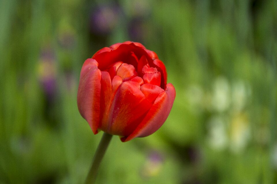 Flower spring red