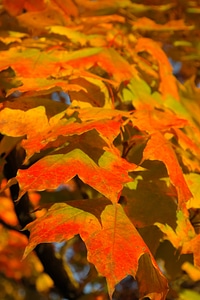 Fall color branch maple