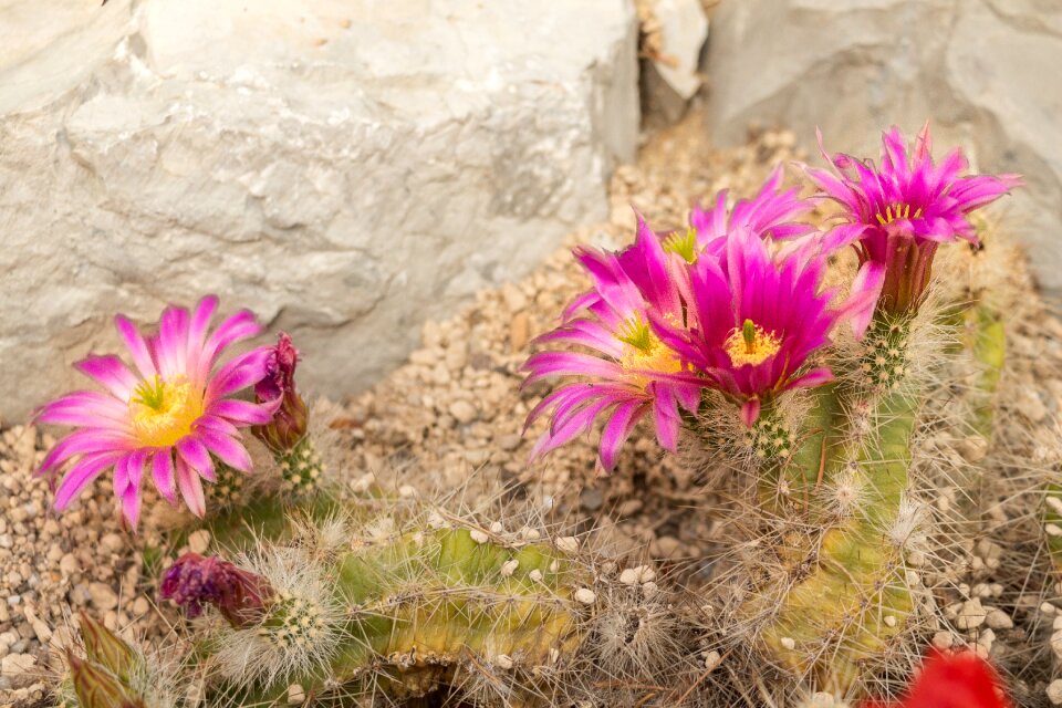 Pink plant close up