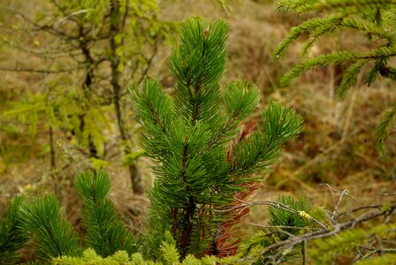 Nature mountain pine landscape