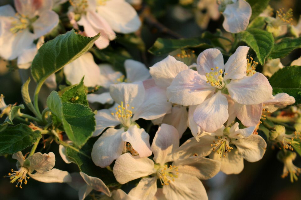White spring fruit tree