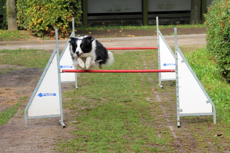 Hurdle jump hundesport