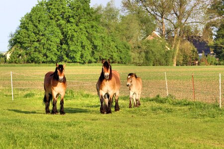 Cold blooded animals paddock pasture
