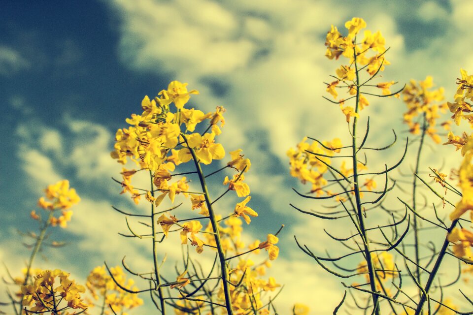Yields plant flowers