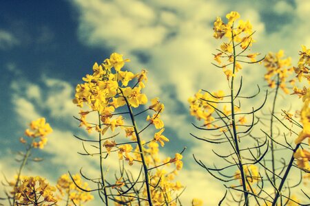 Yields plant flowers