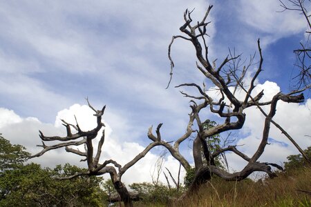 Nature clouds trunk