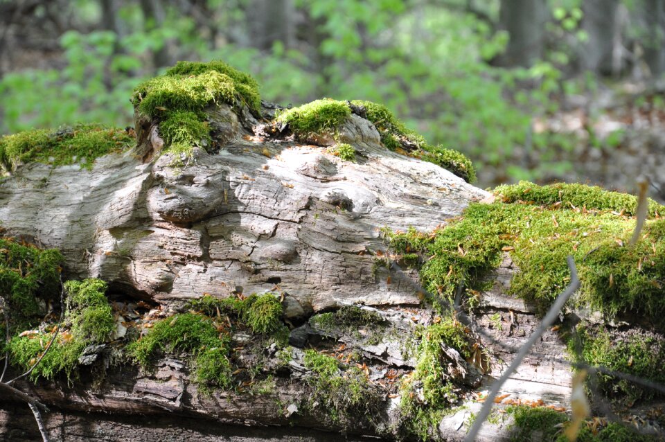 Undergrowth foam wood