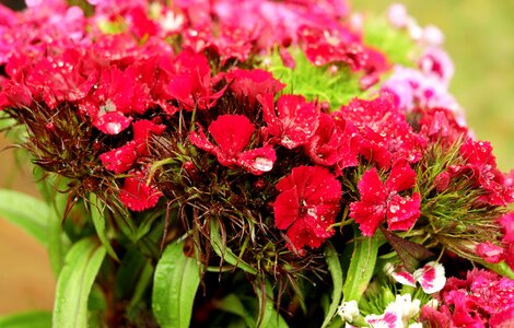 Pink red dianthus photo
