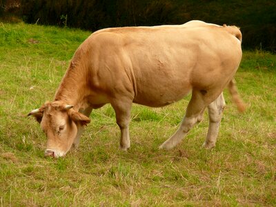 Blonde of aquitaine summer prairie