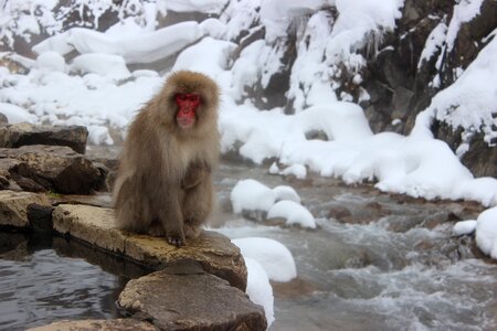 Jigokudani primate snow photo