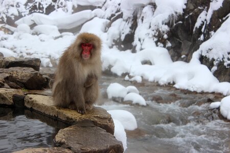Jigokudani primate snow