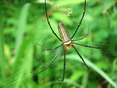 Spider insect Free photos