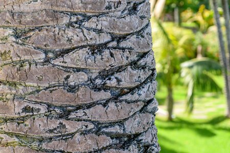 Close up section palm tree root photo