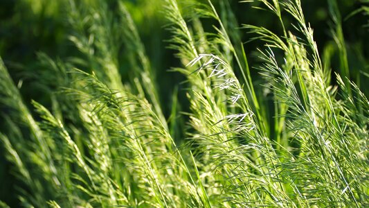 Grass sunlight day