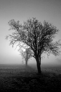 Field early in the morning silhouette photo