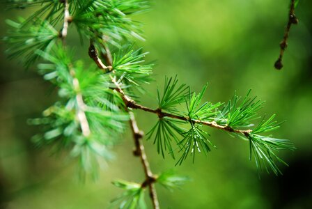 Larch needles close up