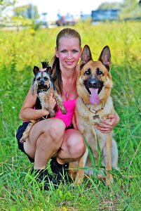 Dogs yorkie german shepherd