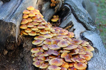 Nature fungi