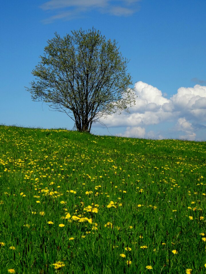 Landscape green poland