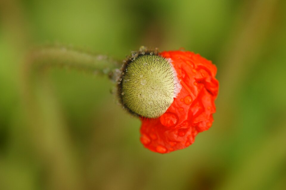 Bud folded mohngewaechs photo