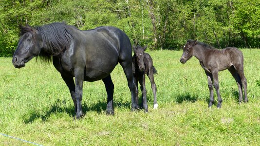 Merens horses foal mare