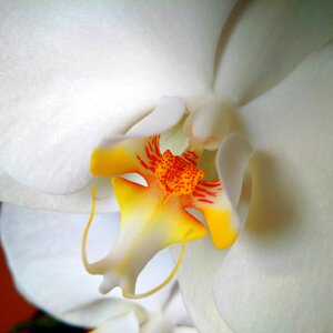 Nature petal plant
